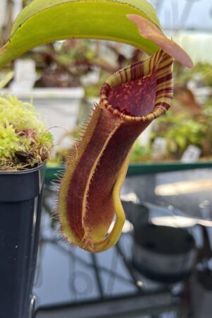 Close Up of Nepenthes robcantleyi x lowii | Andreas Wistuba | AW-RSC | H26425