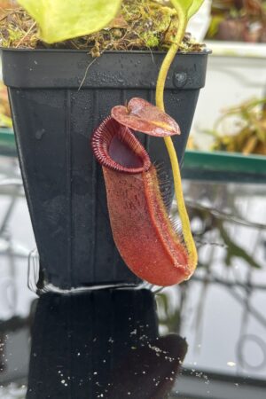 Close Up of Nepenthes robcantleyi x lowii | Borneo Exotics | BE-4640 | H26687