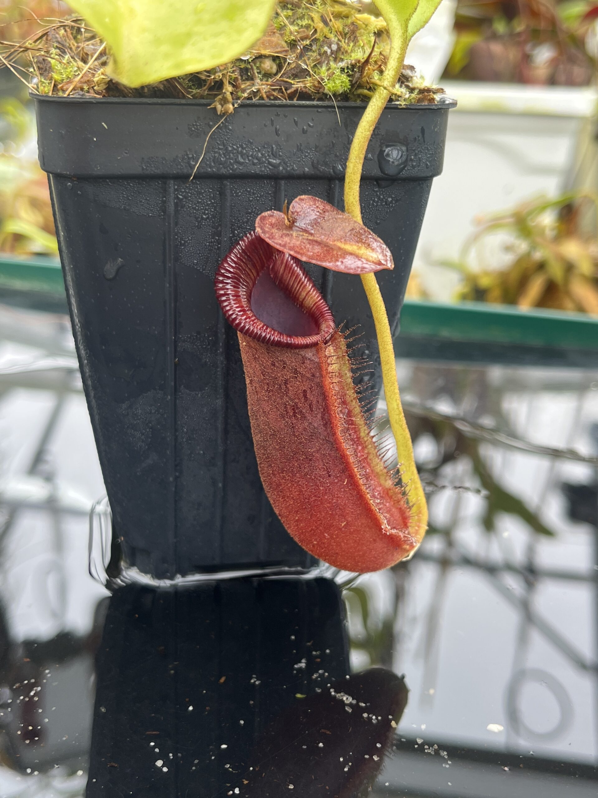 Close Up of Nepenthes robcantleyi x lowii | Borneo Exotics | BE-4640 | H26687