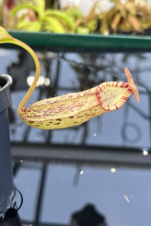 Close Up of Nepenthes robcantleyi x spectabilis | Borneo Exotics | BE-3754 | H26427