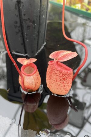 Close Up of Nepenthes sibuyanensis | Borneo Exotics | BE-3164 | IN26258