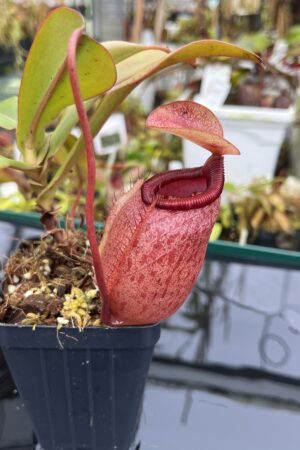 Close Up of Nepenthes sibuyanensis x merrilliana | Borneo Exotics | BE-4026 | L26708