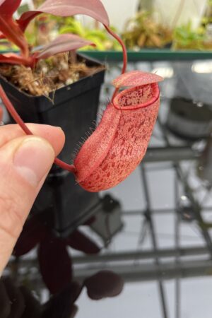 Close Up of Nepenthes sibuyanensis x peltata | Borneo Exotics | BE-4532 | IN26719