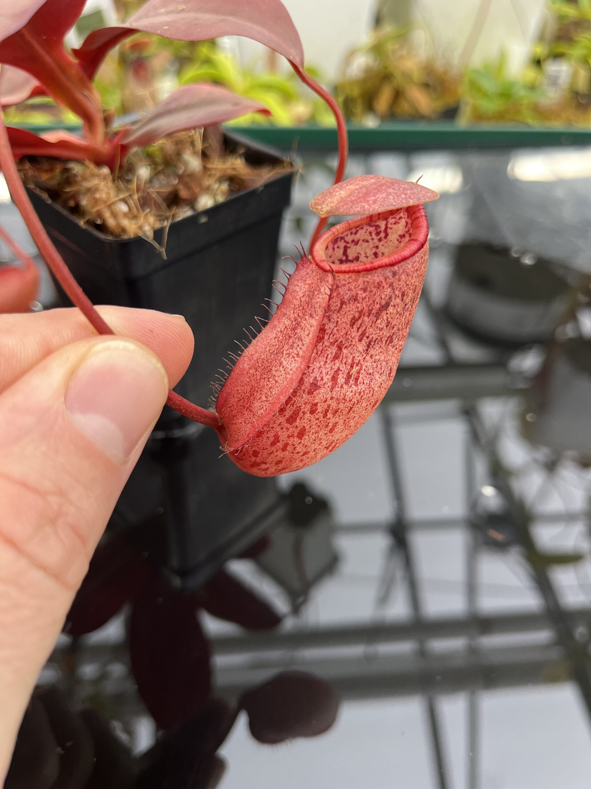 Close Up of Nepenthes sibuyanensis x peltata | Borneo Exotics | BE-4532 | IN26719