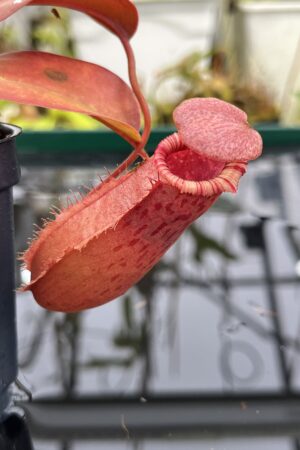 Close Up of Nepenthes sibuyanensis x (veitchii x lowii) | Borneo Exotics | BE-4614 | IN26483