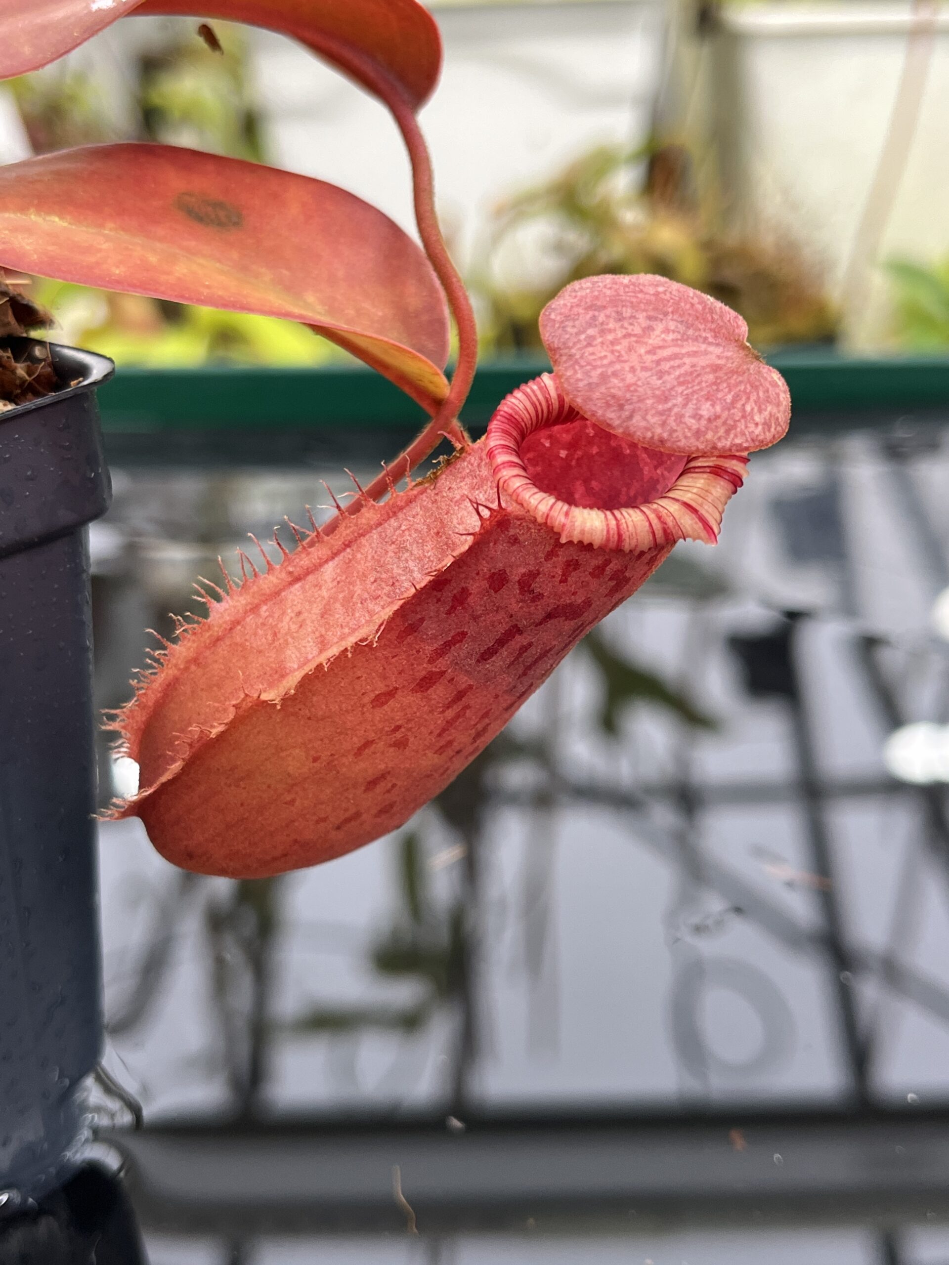 Close Up of Nepenthes sibuyanensis x (veitchii x lowii) | Borneo Exotics | BE-4614 | IN26483