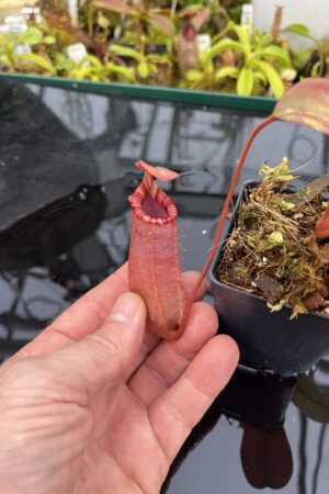 Close Up of Nepenthes sibuyanensis x (veitchii x lowii) | Borneo Exotics | BE-4614 | IN26721