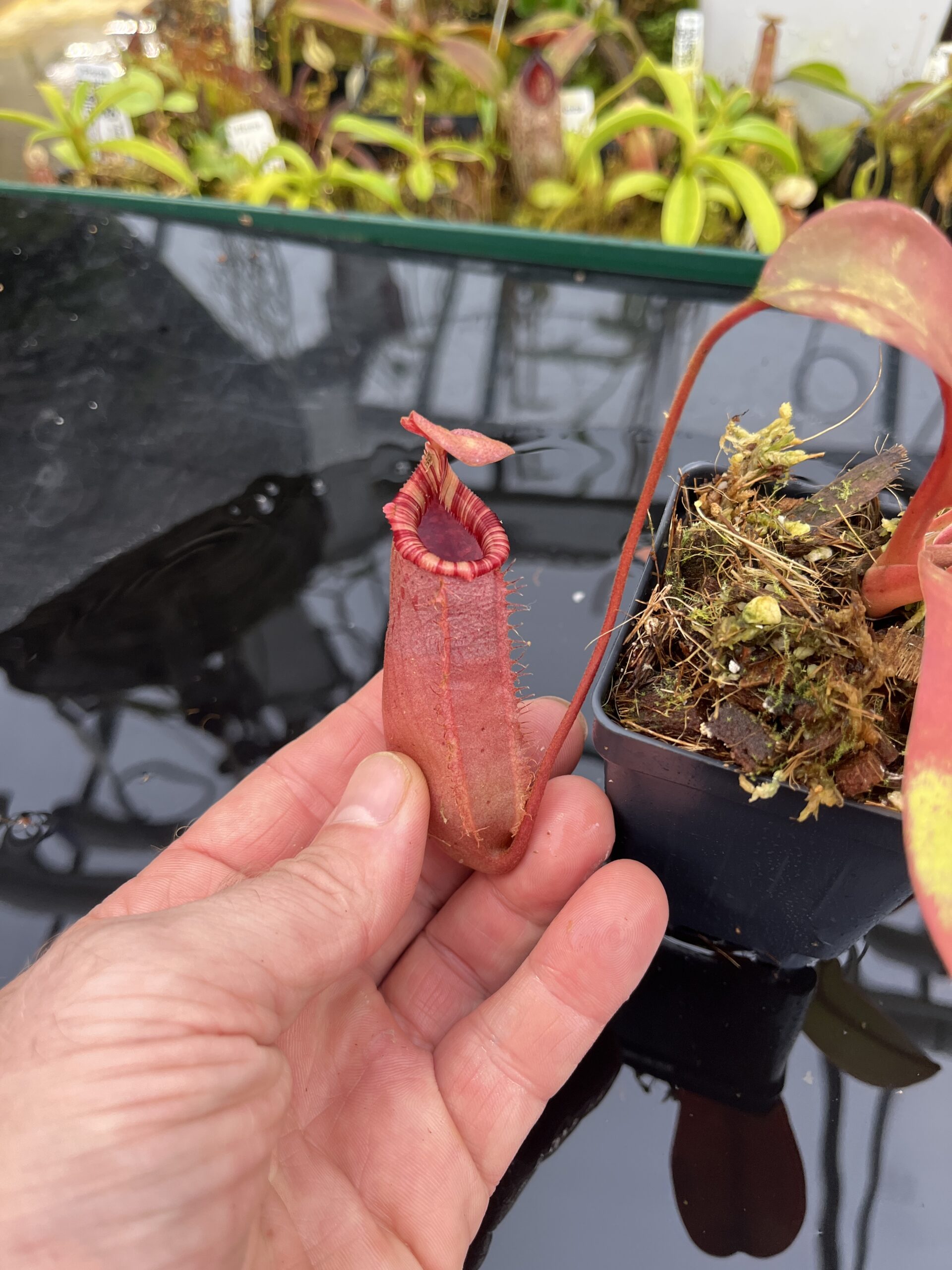 Close Up of Nepenthes sibuyanensis x (veitchii x lowii) | Borneo Exotics | BE-4614 | IN26721