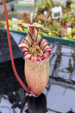 Close Up of Nepenthes sibuyanensis x (veitchii x lowii) | Borneo Exotics | BE-4615 | IN26709