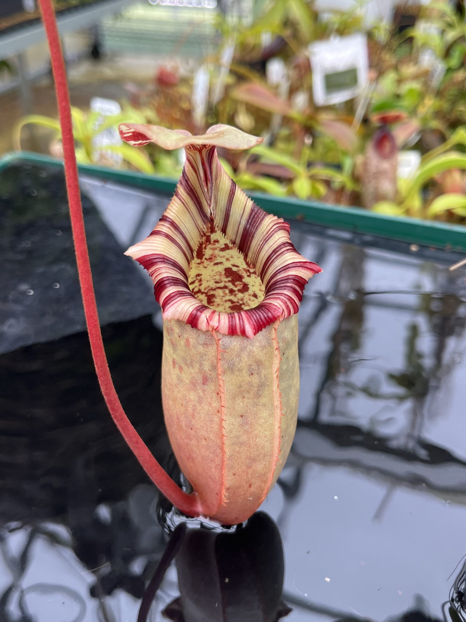 Close Up of Nepenthes sibuyanensis x (veitchii x lowii) | Borneo Exotics | BE-4615 | IN26709