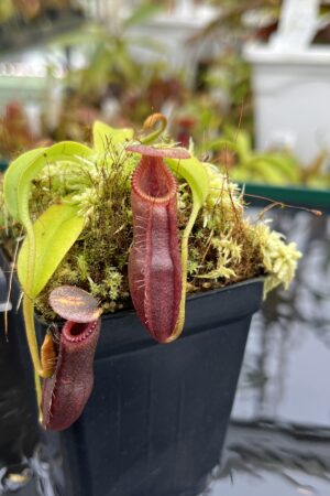 Close Up of Nepenthes singalana Belirang x villosa | JH | Jeremiah Harris | JH-353.07 | H26369