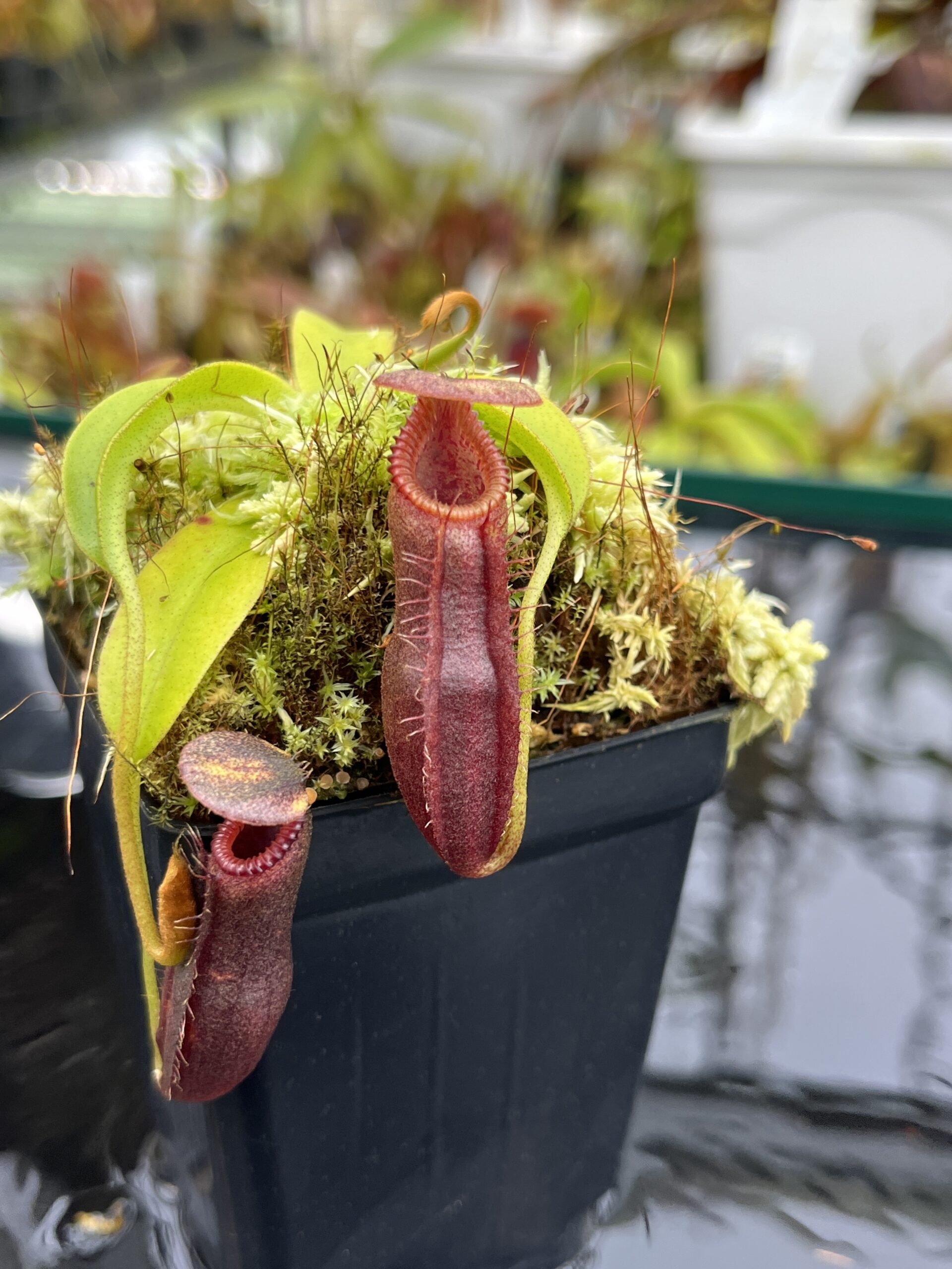 Close Up of Nepenthes singalana Belirang x villosa | JH | Jeremiah Harris | JH-353.07 | H26369
