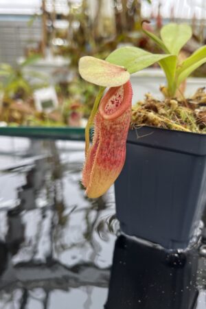 Close Up of Nepenthes singalana x (burbidgeae x edwardsiana) | Borneo Exotics | BE-3984 | H26700