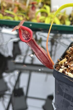 Close Up of Nepenthes singalana x burkei | Borneo Exotics | BE-3878 | IN26150