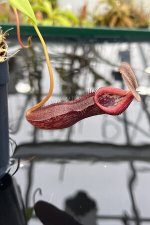 Close Up of Nepenthes singalana x burkei | Borneo Exotics | BE-3878 | IN26493