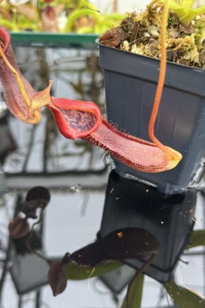 Close Up of Nepenthes singalana x burkei | Borneo Exotics | BE-3878 | IN26742