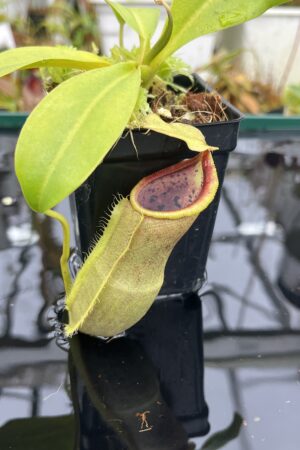 Close Up of Nepenthes spathulata x campanulata | Borneo Exotics | BE-3796 | IN26738