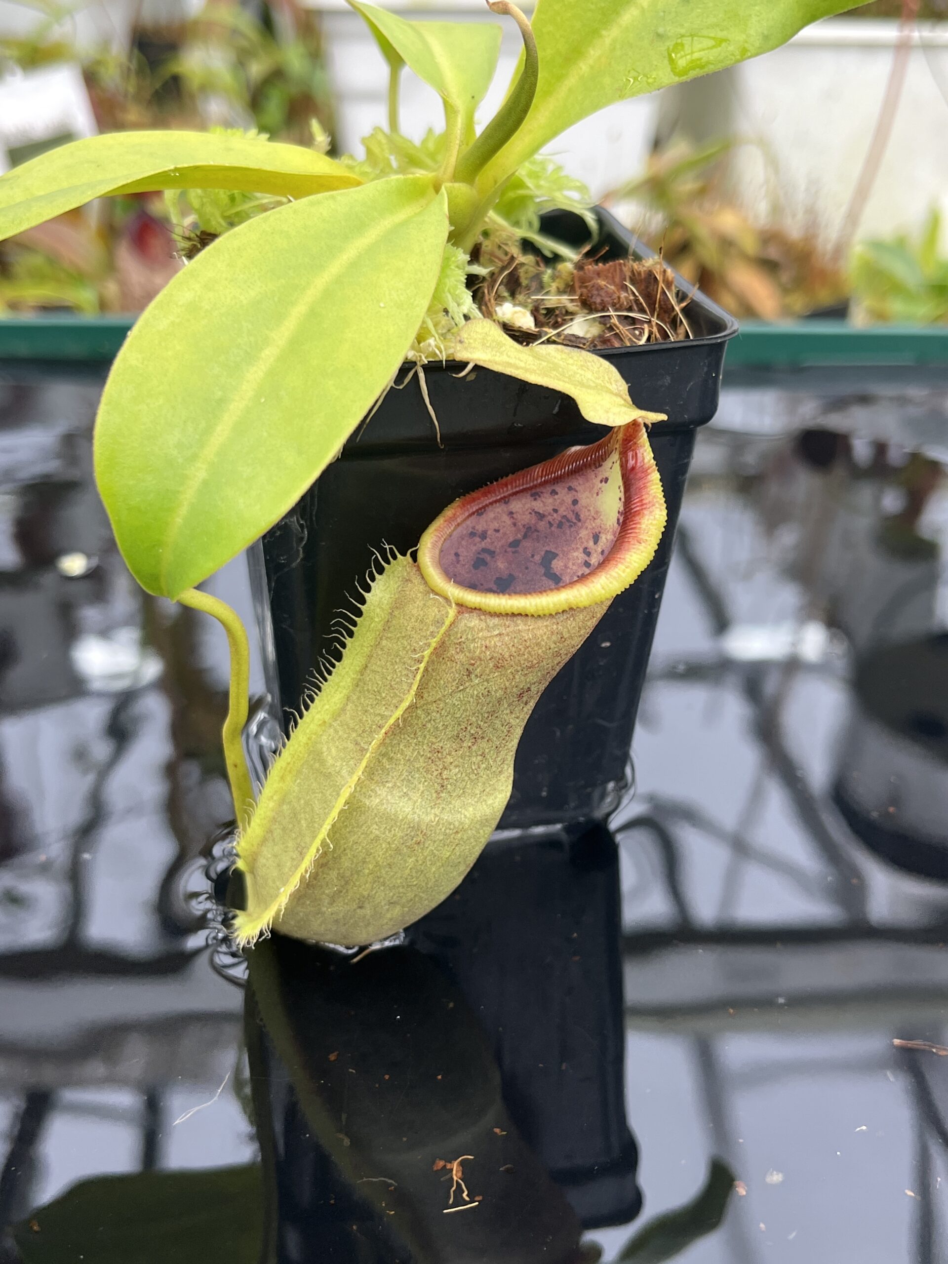 Close Up of Nepenthes spathulata x campanulata | Borneo Exotics | BE-3796 | IN26738