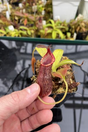 Close Up of Nepenthes spathulata x (densiflora x spectabilis) | Borneo Exotics | BE-4589 | H26195