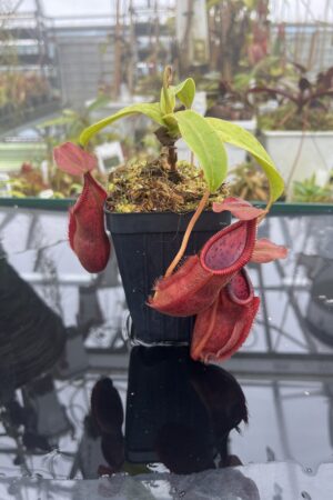 Close Up of Nepenthes spathulata x diabolica | Borneo Exotics | BE-3983 | H26690