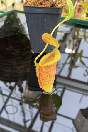 Close Up of Nepenthes spathulata x jacquelineae | Borneo Exotics | BE-3883 | H26234
