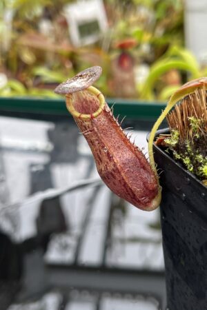 Close Up of Nepenthes spathulata x spectabilis | Borneo Exotics | BE-4528 | H26503