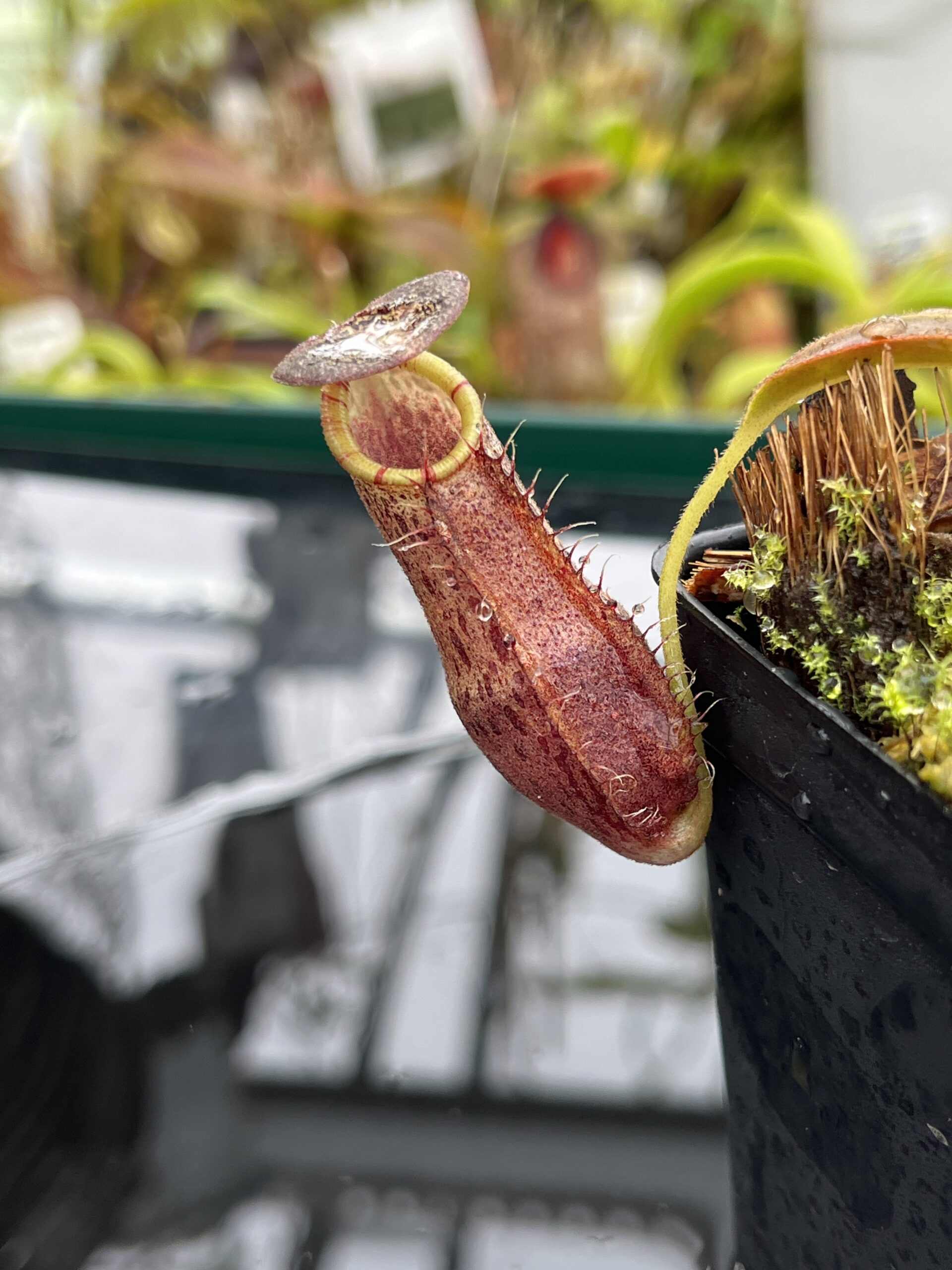 Close Up of Nepenthes spathulata x spectabilis | Borneo Exotics | BE-4528 | H26503
