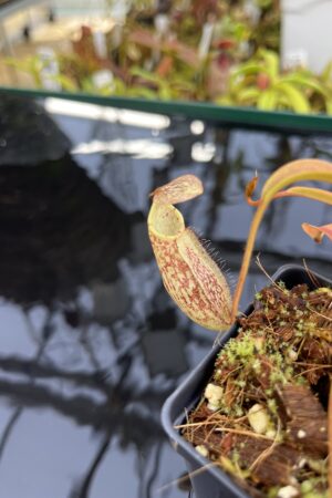 Close Up of Nepenthes spectabilis | Borneo Exotics | BE-3177 | H26293