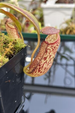 Close Up of Nepenthes spectabilis x klossii | Borneo Exotics | BE-4648 | H26236