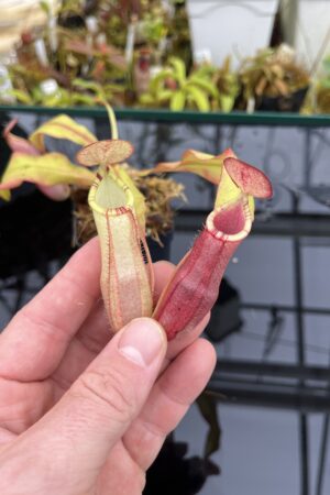 Close Up of Nepenthes spectabilis x mirabilis var. globosa | Borneo Exotics | BE-4523 | IN26338