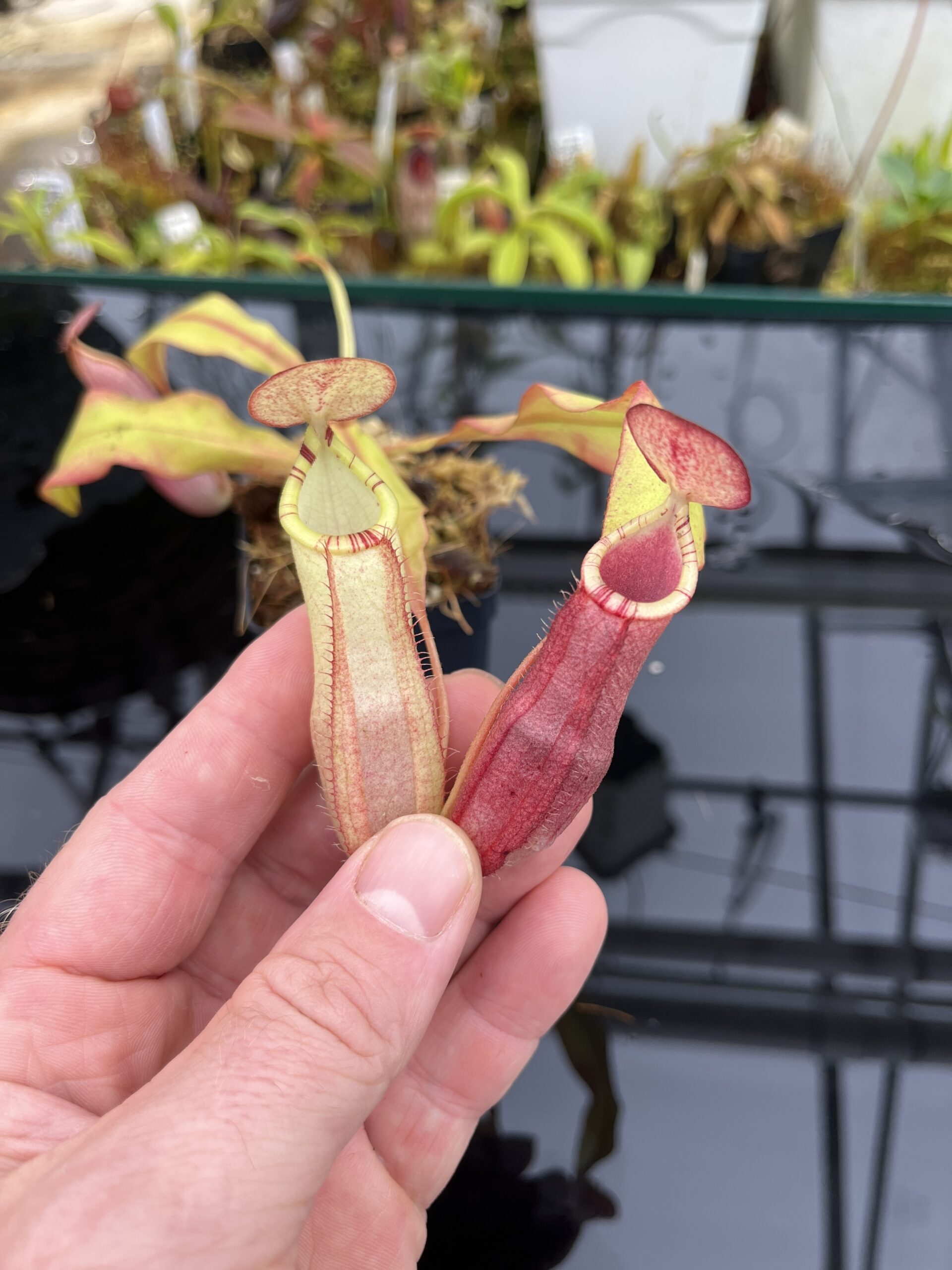 Close Up of Nepenthes spectabilis x mirabilis var. globosa | Borneo Exotics | BE-4523 | IN26338