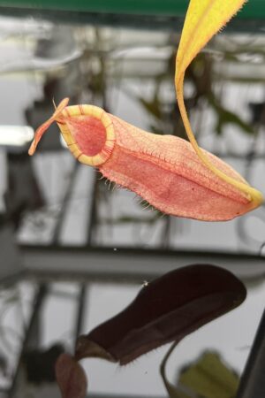 Close Up of Nepenthes spectabilis x mirabilis var. globosa | Borneo Exotics | BE-4523 | IN26482
