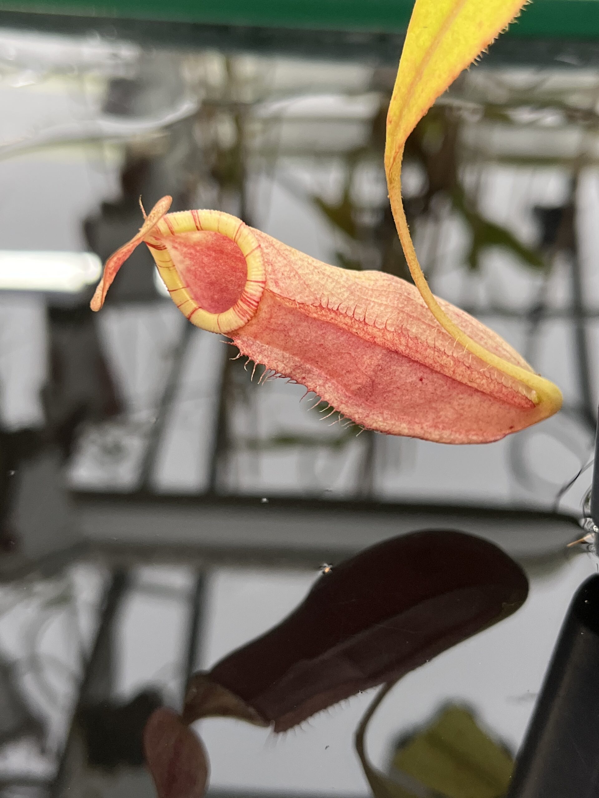 Close Up of Nepenthes spectabilis x mirabilis var. globosa | Borneo Exotics | BE-4523 | IN26482