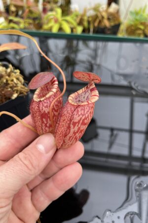 Close Up of Nepenthes spectabilis x tenuis | Borneo Exotics | BE-3884 | IN26332