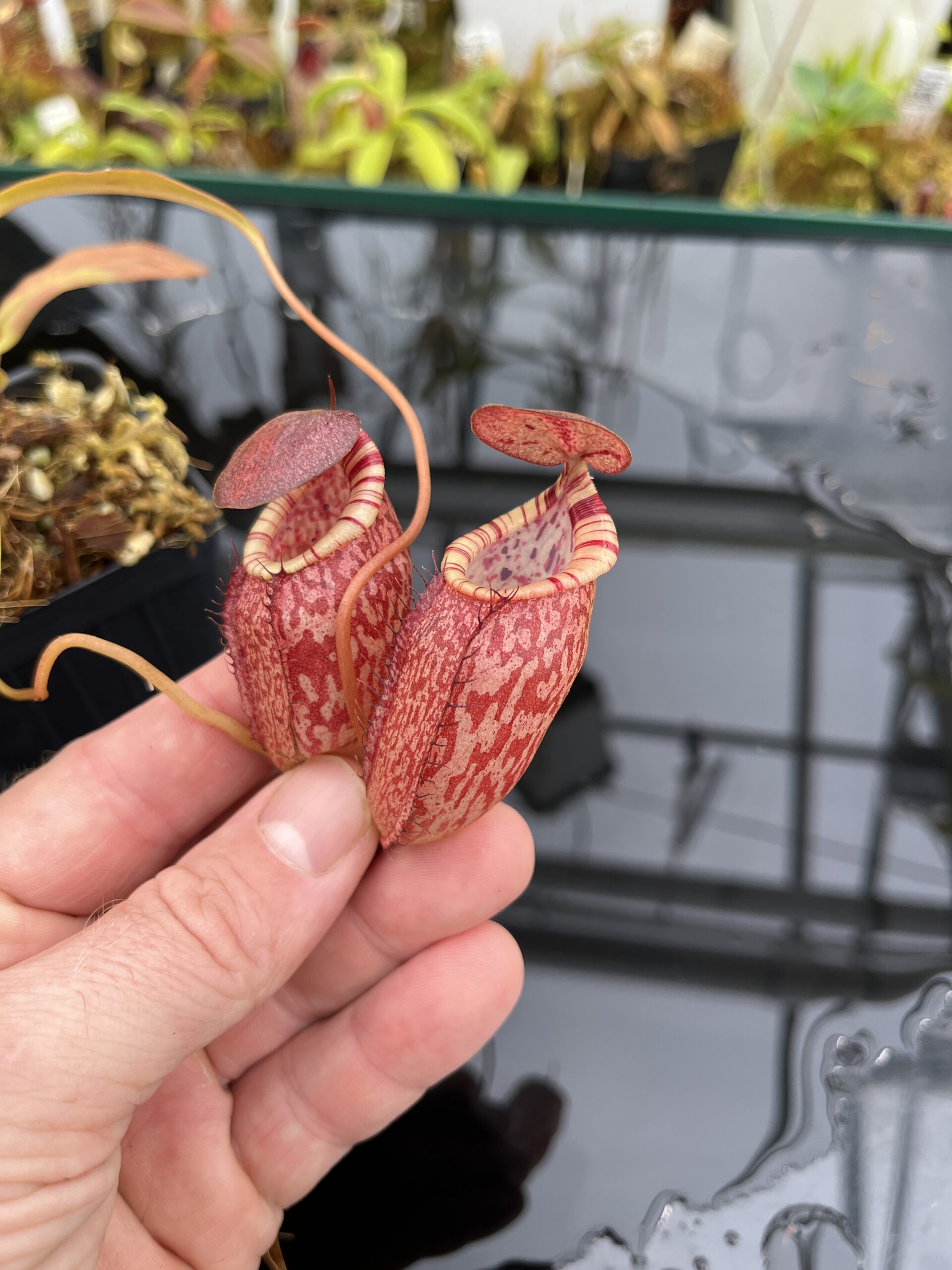 Close Up of Nepenthes spectabilis x tenuis | Borneo Exotics | BE-3884 | IN26332
