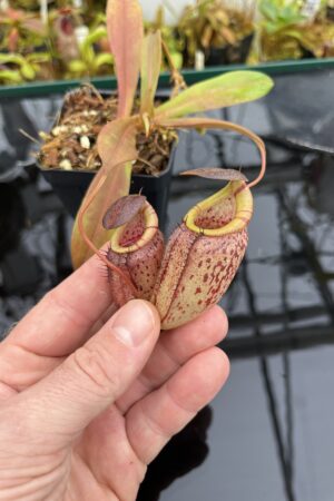 Close Up of Nepenthes spectabilis x tenuis | Borneo Exotics | BE-3884 | IN26336