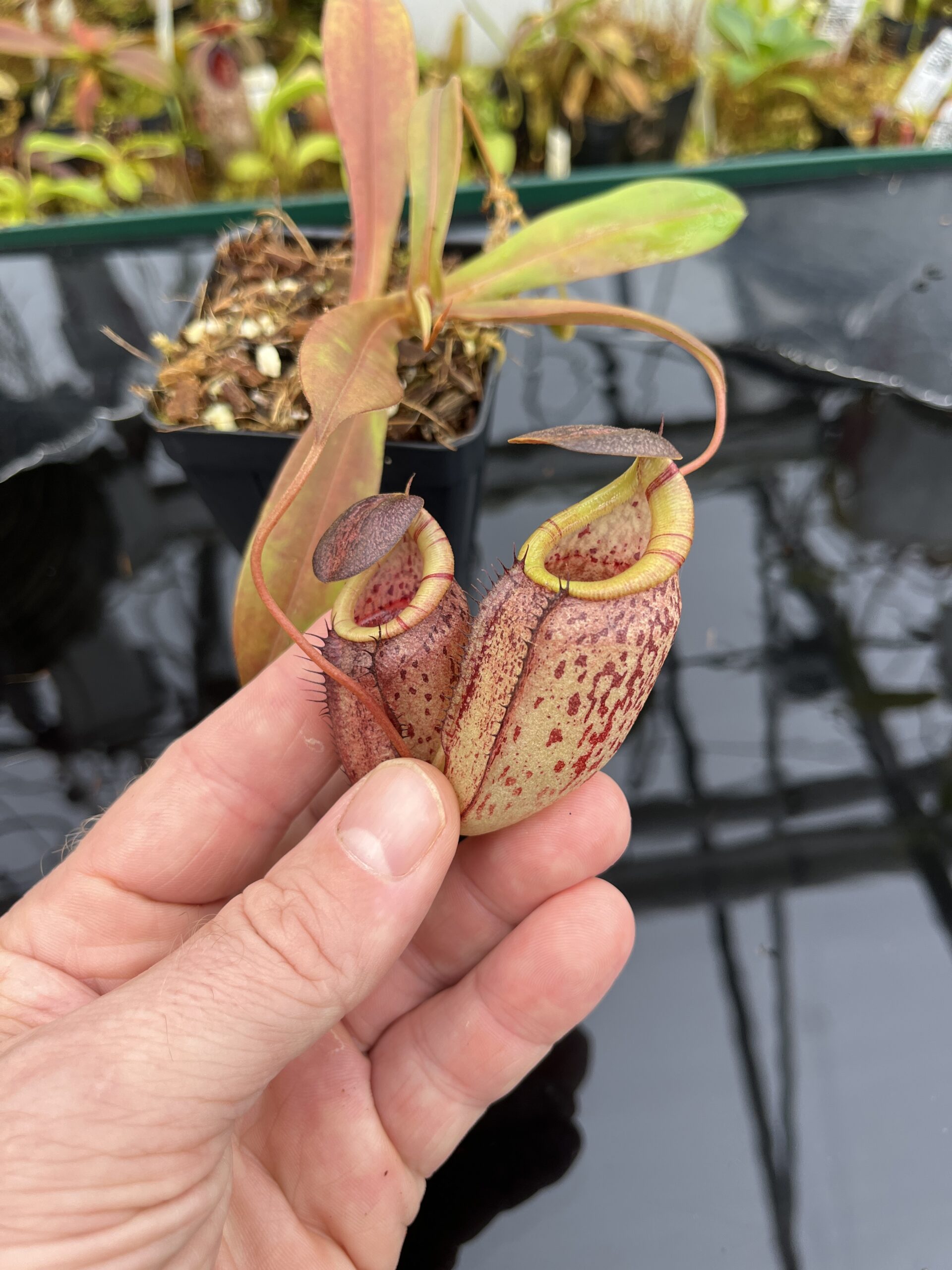 Close Up of Nepenthes spectabilis x tenuis | Borneo Exotics | BE-3884 | IN26336