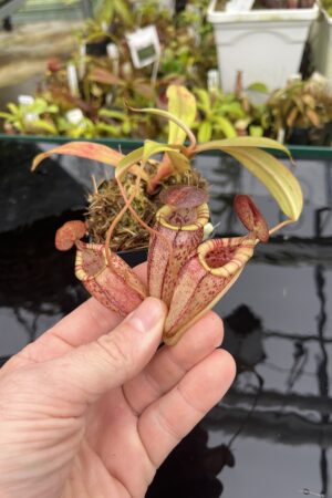 Close Up of Nepenthes spectabilis x tenuis | Borneo Exotics | BE-3884 | IN26727