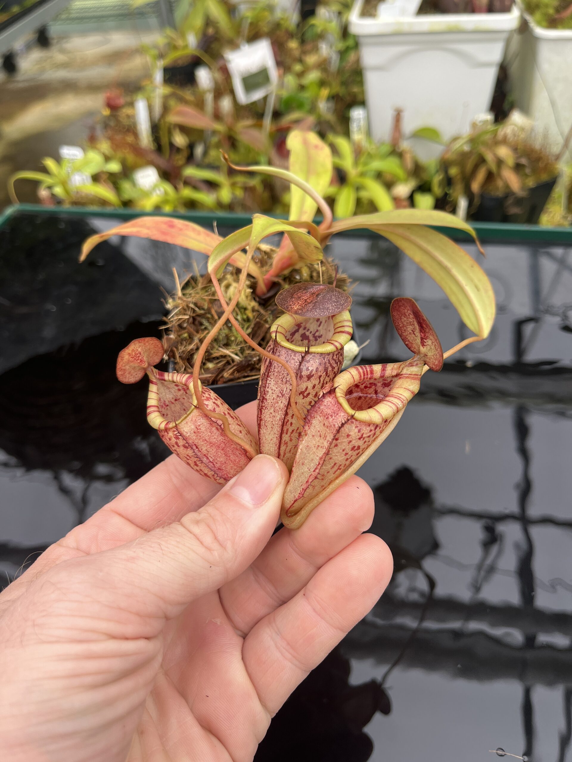 Close Up of Nepenthes spectabilis x tenuis | Borneo Exotics | BE-3884 | IN26727