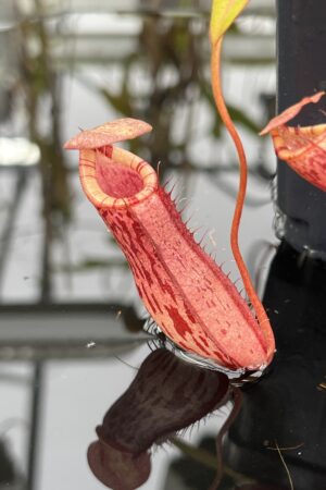 Close Up of Nepenthes spectabilis x ventricosa | Borneo Exotics | BE-3745 | IN26485