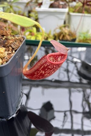 Close Up of Nepenthes talangensis x glandulifera | Borneo Exotics | BE-3665 | H26290