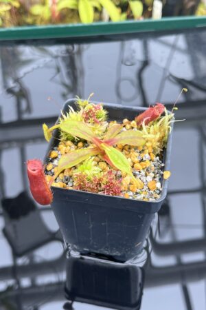 Close Up of Nepenthes (tenuis x edwardsiana) x edwardsiana | Andreas Wistuba | AW-ISC | H26247