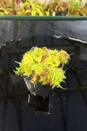 Close Up of Nepenthes truncata [(C) x (A)] | Assorted Clones | Florae Collaborative | FC-453 | IN26346