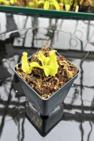 Close Up of Nepenthes truncata [(C) x (A)] | Assorted Clones | Florae Collaborative | FC-453 | IN26498