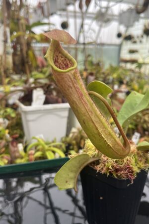 Close Up of Nepenthes truncata (Dinagat, Philippines) | Andreas Wistuba | AW-ISC | IN26169
