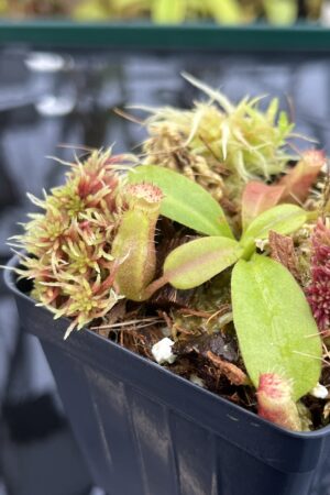 Close Up of Nepenthes (truncata x ephippiata) x macrophylla | Clone 1 | Jeremiah Harris | JH-354.01 | IN26325