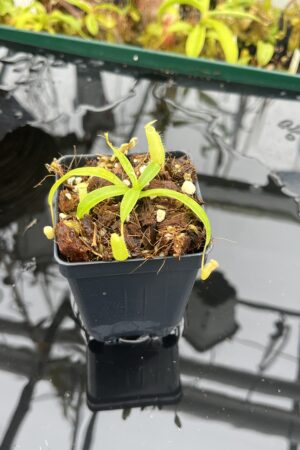 Close Up of Nepenthes ulukaliana Genting HL | Assorted Clones | Florae Collaborative | FC-369 | IN26158