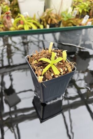 Close Up of Nepenthes ulukaliana Genting HL | Assorted Clones | Florae Collaborative | FC-369 | IN26326