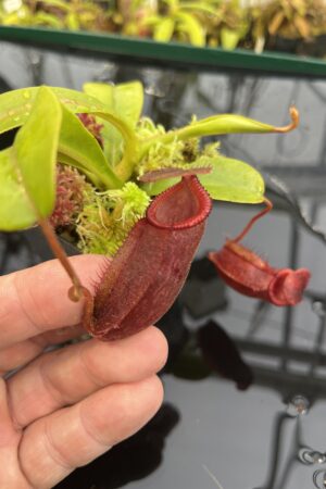 Close Up of Nepenthes undulatifolia x diabolica | Andreas Wistuba | AW-ISC | H26241