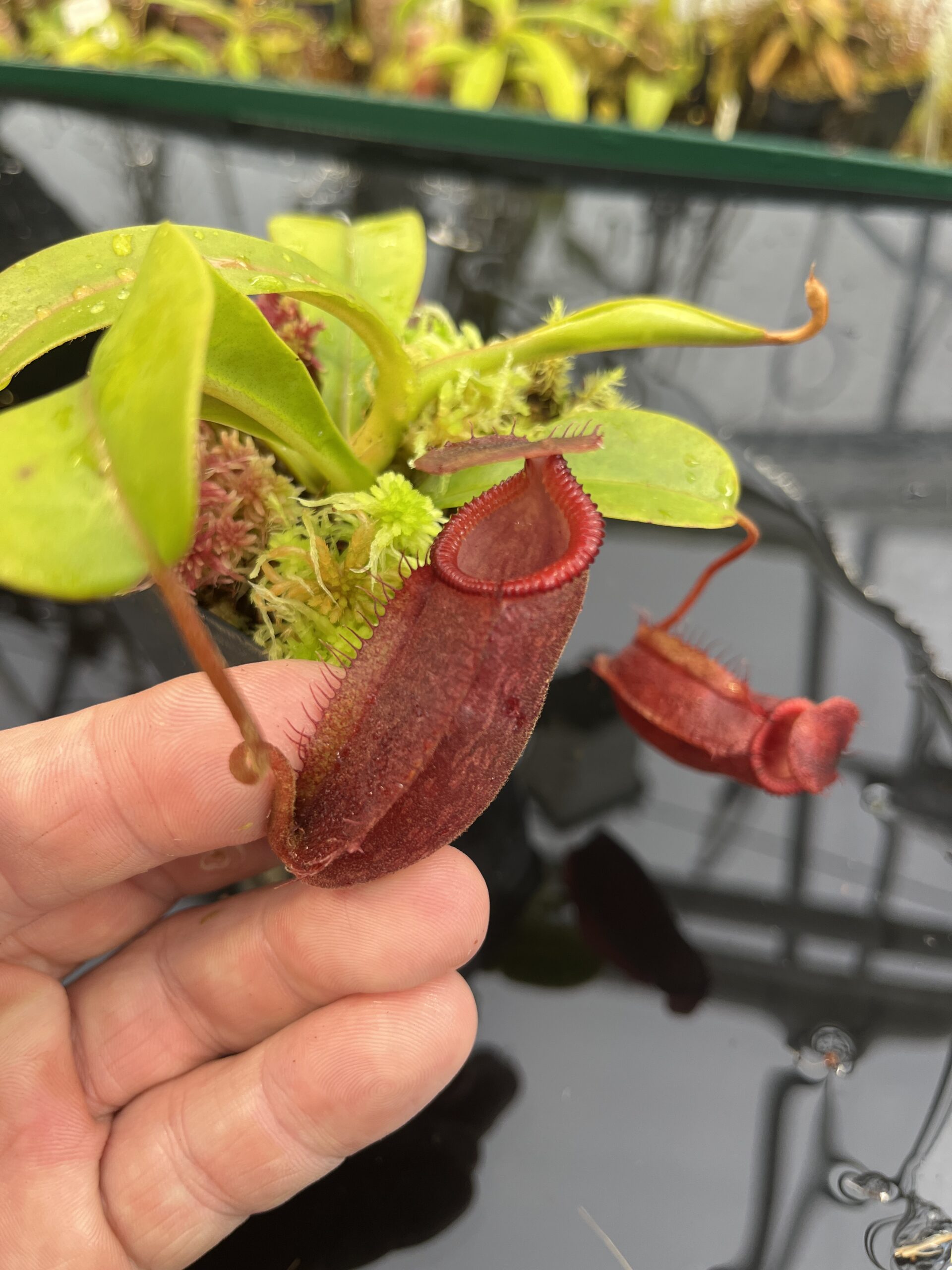 Close Up of Nepenthes undulatifolia x diabolica | Andreas Wistuba | AW-ISC | H26241